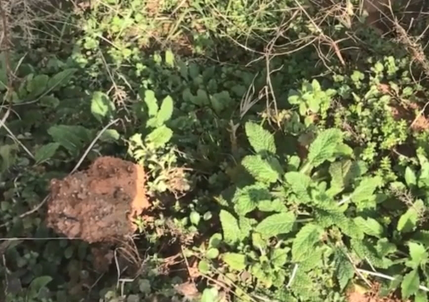 农村长满疙瘩的野草，20年前用来煎鸡蛋，如今数量少很难挖到了