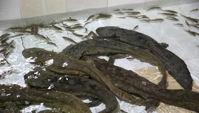  #食物#曾经餐桌上的食物每斤几千元，养殖户疯狂养殖后价格却不