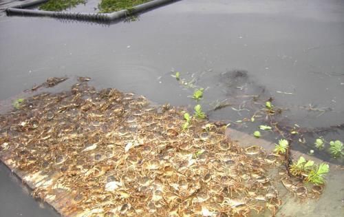  「养殖户」行情大跌，螃蟹公司今年赔了一千多万！农家乐养殖户