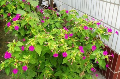 凤仙花@农村院子里,常养的“5种花”,不费力,一养就成大花海