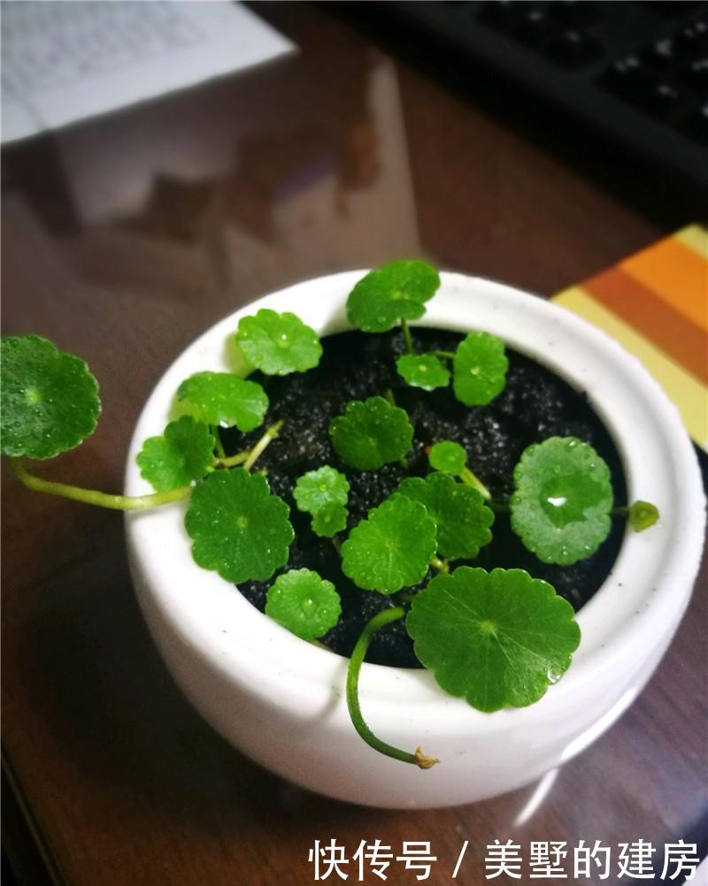 【新春】铜钱草:给我1条茎干,3个月能爆满盆,新春“招财”小盆栽!