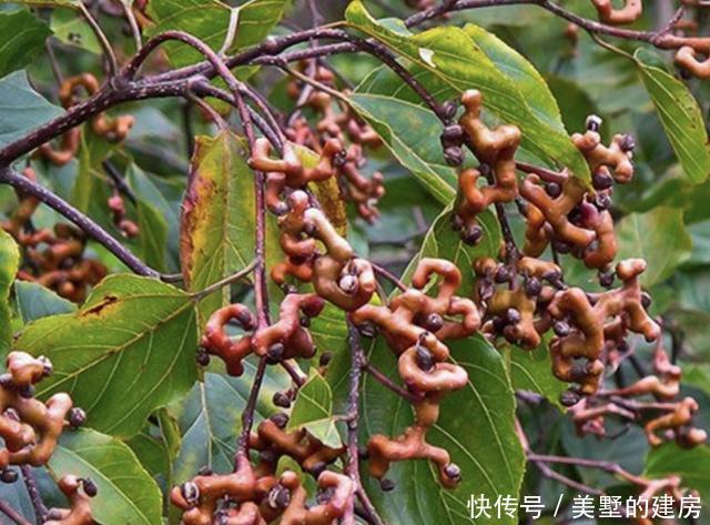 『价值』告诉朋友,看到此种“野果”请珍惜,如今20元1斤,别忽视!