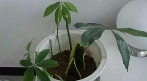  『寓意』6种寓意好的花，剪根枝就能活，年年爆盆不操心！