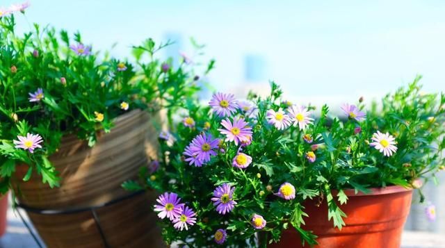  「春天」春天种什么呢？几样草本花卉，个个都是“开花小能手”
