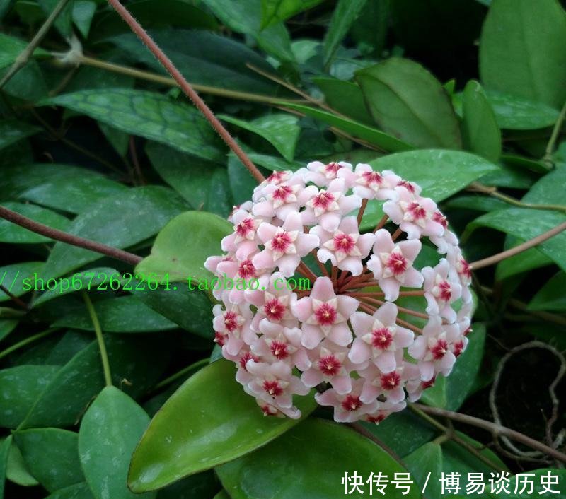  【品种】花期最长的球兰花, 四季有花开, 花叶俱美, 芳香四溢, 还很好养