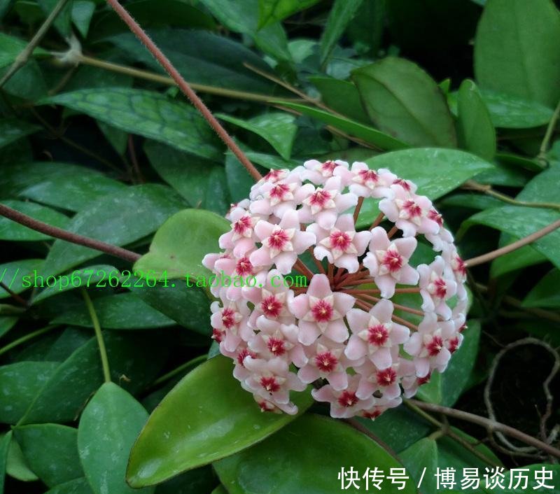 【品种】花期最长的球兰花, 四季有花开, 花叶俱美, 芳香四溢, 还很好养