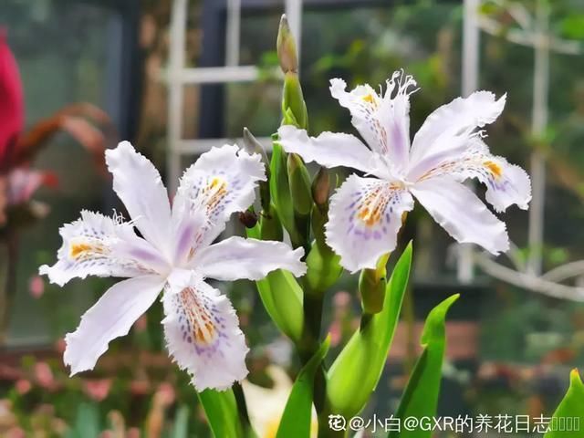  开出漂亮■阳春三月，出门踏青，原来有这么多漂亮花！