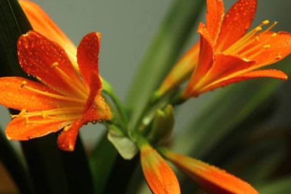  『难养』养花新手不要“触碰”的三种花，实在太难养，能养开花的都是大神