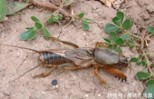  稻田@稻田里常见的害虫，农民都讨厌它，进城后却成餐桌上的“土