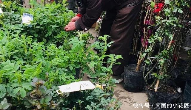  【花别买】养花技巧：遇到这6种花，白送都不要，轻则养残，重则养不活！