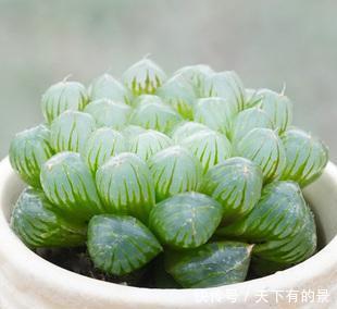 养护@养护多肉“玉露”,做好这7点,株型憨憨可爱叶色晶莹剔透