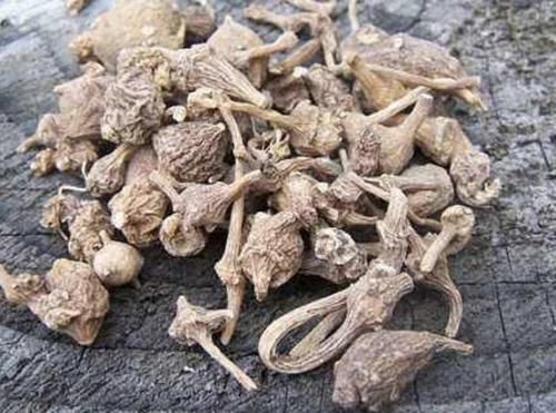 【竹节参】1种“竹节参”在山上,殊不知“名贵”,有紫黑色的花朵,奇特!