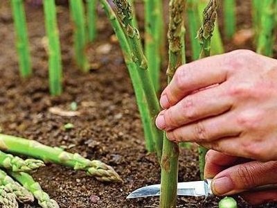  绿色■前一段3块钱一斤不好卖，最近涨到13抢着要，村民乐的合不