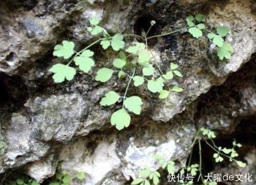 「值钱」珍贵的1种“野草”,能散发出“臭味”,其实很值钱,1斤“90元”