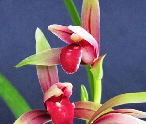  养兰：曾价格不菲的两款兰花，花色艳丽无比，花型独特罕见，养兰必选