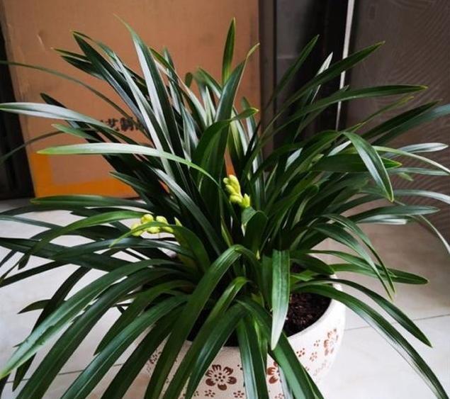 牢记|养兰花,牢记“欲速则不达”,这样兰花才容易长旺开花