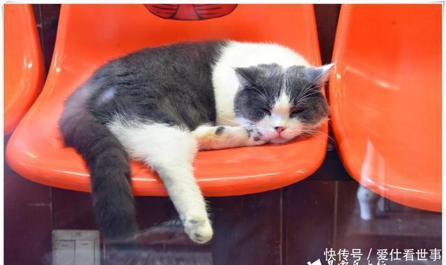 「鸽子」顶澳仔猫街撸猫、白鹭洲喂鸽子,厦门文艺之旅,去过才算没白来!
