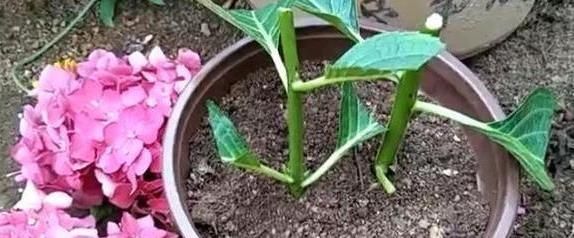  得养：在5月份,得养“生根快”的花卉,2个月繁殖“20盆”,好看!