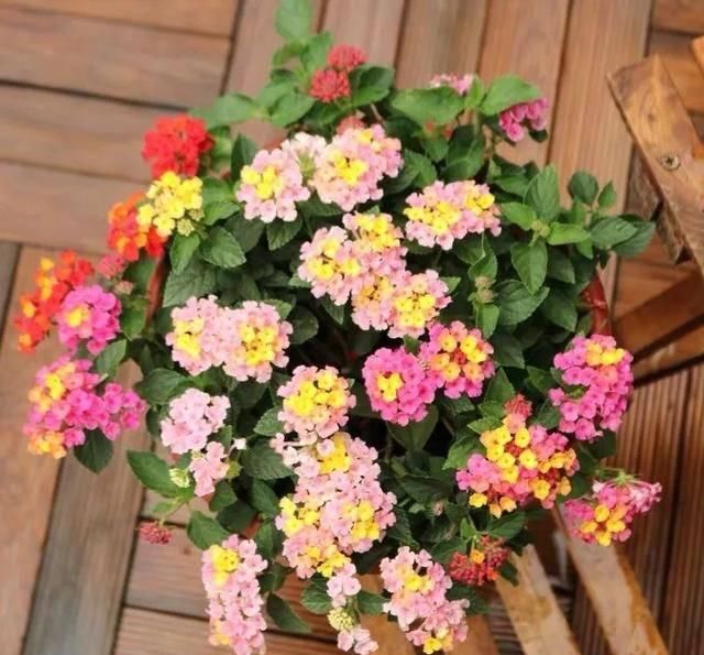  [自带臭味]这4种花长得真漂亮，但是浑身带臭味！你愿意种吗？
