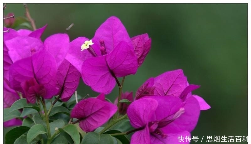 三角梅|三角梅死也不开花,终于找到原因了