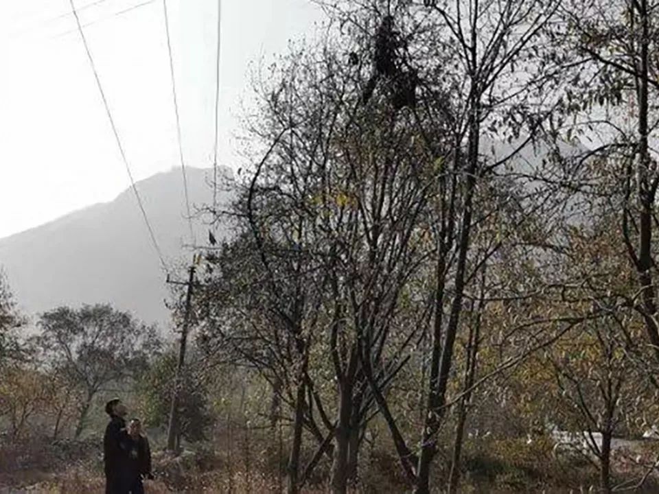  【商贩】爬几米高树上采摘，采摘期仅10天，商贩还拼命压价，农