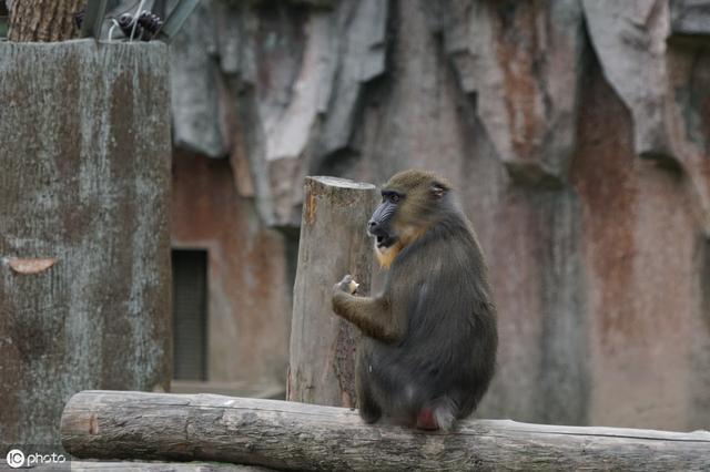 上海野生动物园位于上海哪里
