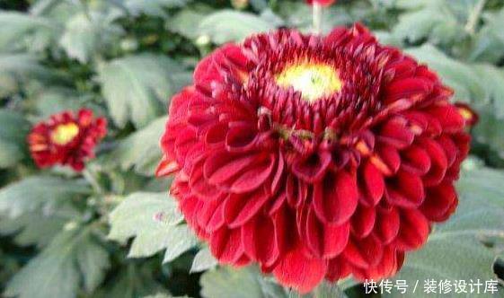 似桃吐@新手养花就养一盆“红色乒乓菊”,似桃吐丹霞,花期长适合盆栽养