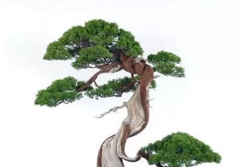  『形态』郁郁葱葱枝干强劲有力，养好松柏盆景，这些技巧要掌握！