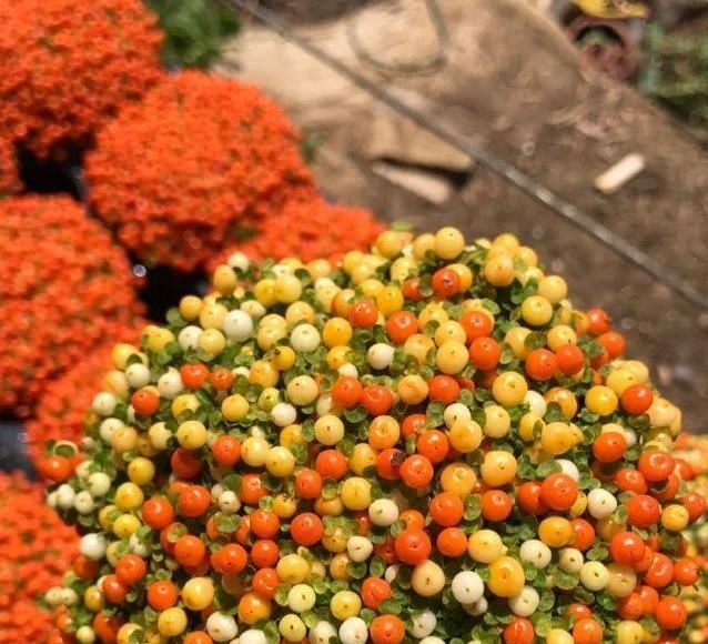  观花植|这3种“观果”植物，比花还要美，好看又好养，不养一盆就亏了