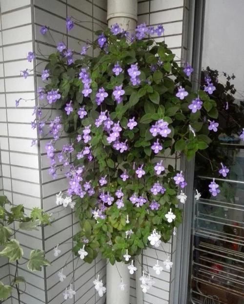  【暗淡】居家养此款花卉，开花似惊鸿起舞，花开高贵冷艳，花香幽香暗淡