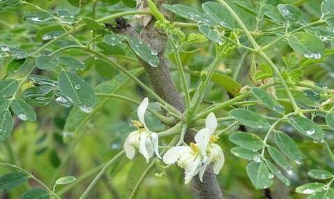  「我国」是印度国宝，刚入我国时百元一斤，如今价低没人要