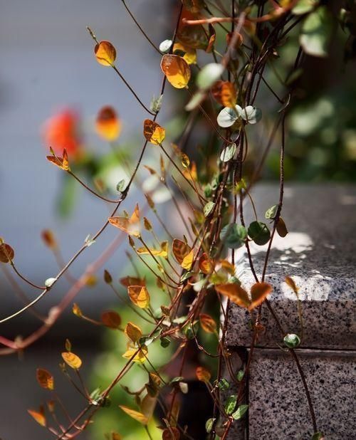  #绿萝#室内养盆花，比绿萝还好养，花叶具美“观彩霞”，黄叶也不怕
