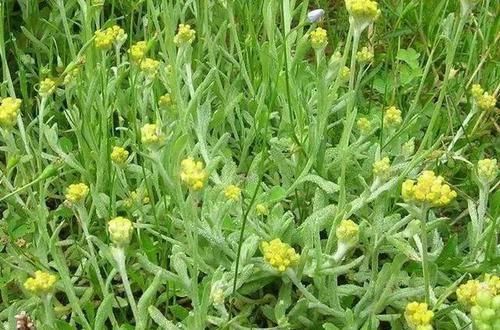  #杂草#曾经当农田杂草，如今成高档野菜，8元一斤，很多人来农村买