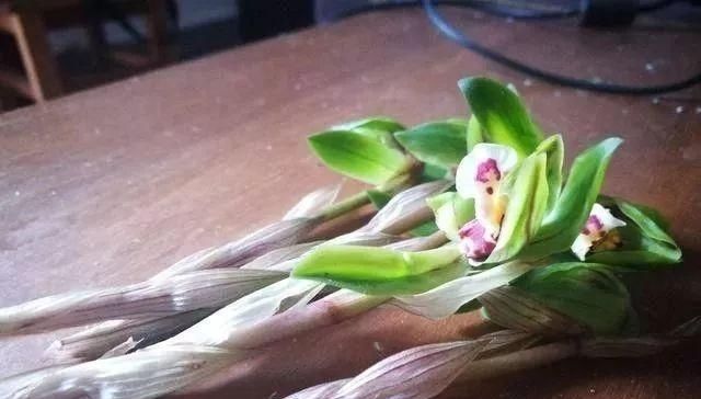  『护理』兰花在开花后的护理非常重要，不然当年可能不再复花
