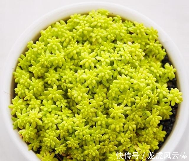 「黄金」黄金万年草越晒叶子越黄,金黄耀眼,养护要注意什么?