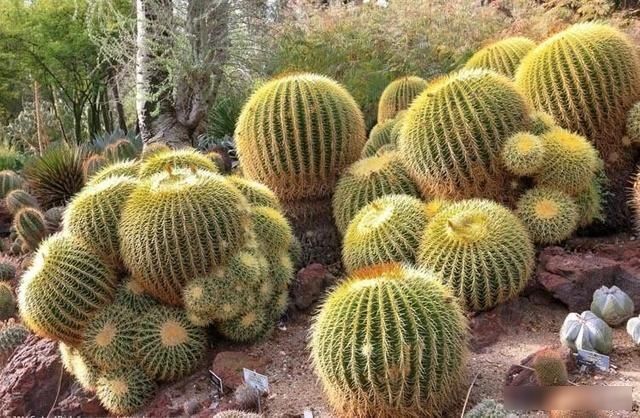 【充足】能在炎热暴晒环境下生长的8种观赏植物,你会选哪一种呢?