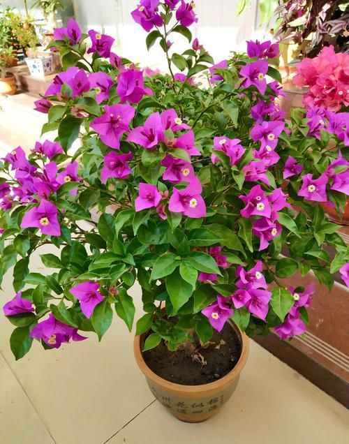  『光叶子花』喜欢菊花，不如养盆“精品名菊”二乔，似两只鸳鸯，恩爱不分离