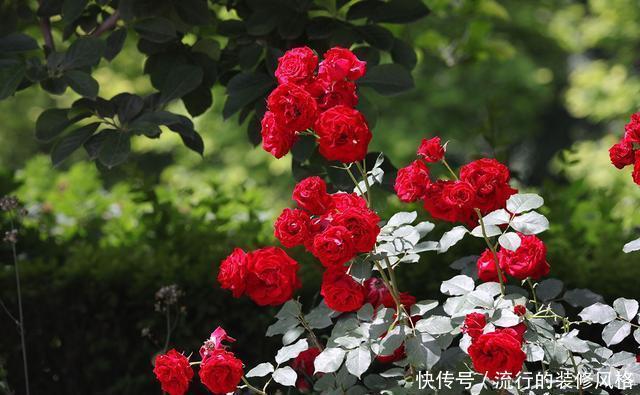  『花无』月季——只道花无十日红，此花无日不春风