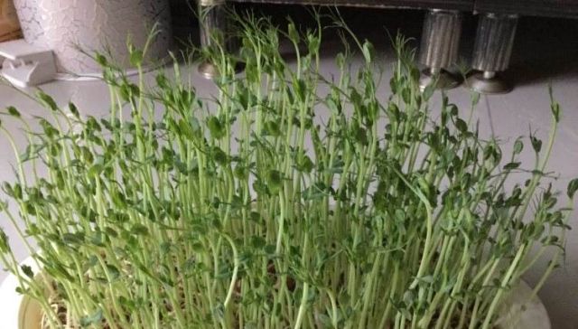 「野豌豆」这种野生豌豆堪比山珍,掐点嫩芽唇齿留香,揪点种子自家就能种