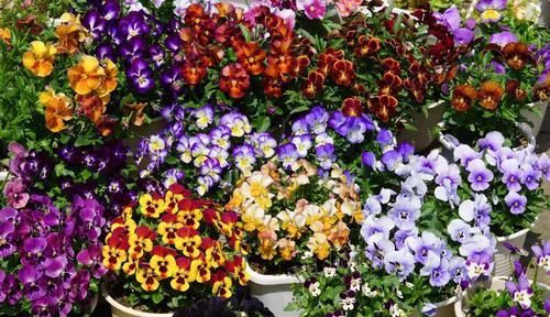 「家里」6种花，占地小开花多，摆在家里很精致！