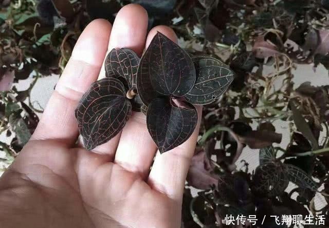 『潮湿』小溪边，有1种“金线莲”奇特，高度没有10厘米，却名贵、有价值