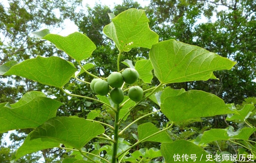 过去臭名昭著没人要，如今农民却大量种植，还视它为“摇钱树”