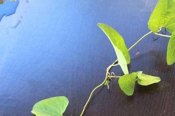  植物■生长于野外的这种植物，长在野外却无人认识！一斤1500元太珍贵