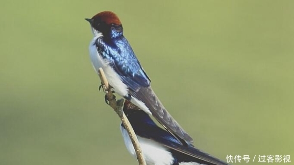 其他动物的活动