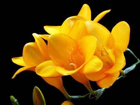  「漂亮」家养这几款植物，丢到阳台，花开艳丽夺目，好养又漂亮，幽香暗淡