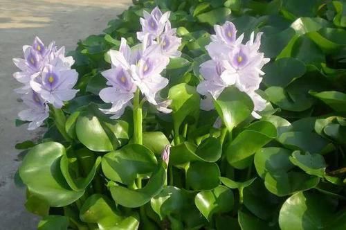 「养护」直接丢水里就能活的花卉,很多人都怕它们长得太快