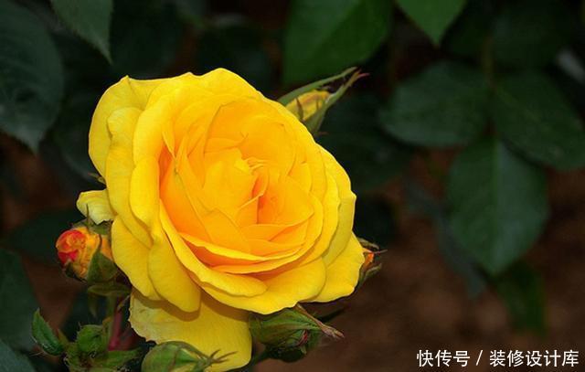 『很快』最适合夏天养的3种花,现在养一盆,很快开花爆盆,美翻整个阳台
