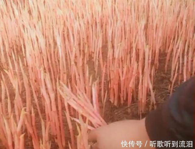 农民种植的“它”以前拿来喂猪，如今靠它年赚十几万！