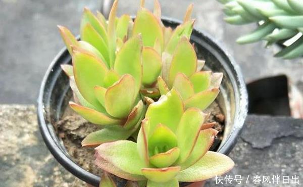 扦插■多肉砍头之后,还有很长的一节主干,剪下来分几段种植能活吗!