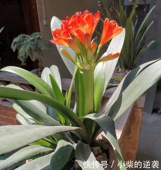  [花钱]农村大哥，专门挖这种土养花，不花钱开花真旺！